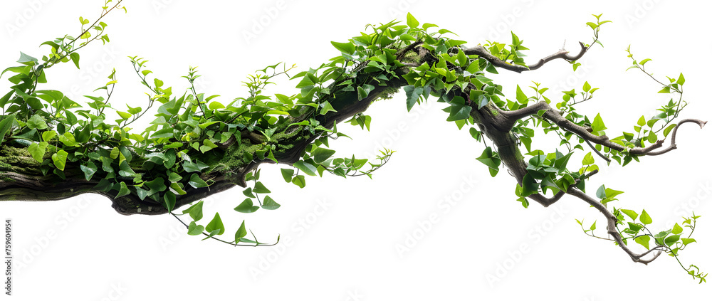 A twisted jungle branch with a growing plant isolated on a white background. A twisted jungle branch with a growing plant isolated on a white background.