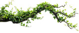 A twisted jungle branch with a growing plant isolated on a white background.
