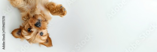 Playful Yorkshire Terrier Puppy on White Background