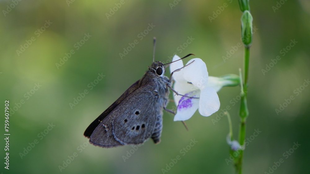 custom made wallpaper toronto digitalA moth resting on a white flower on a plant in a garden, in the Asian region of Indonesia with background blur