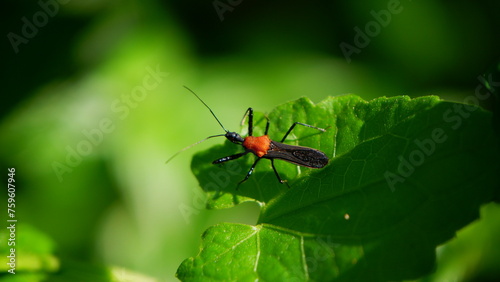 an assasin bug resting on the top of a plant in a garden, in the Asian region of Indonesia with background blur © Rian
