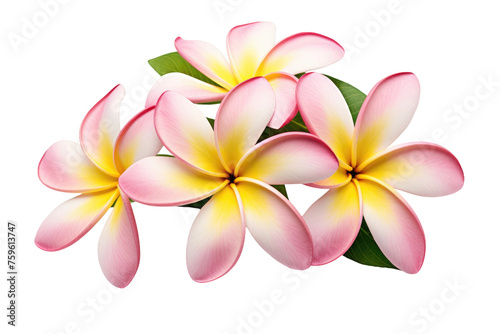 Pink and Yellow Flowers on White Background. on a White or Clear Surface PNG Transparent Background.