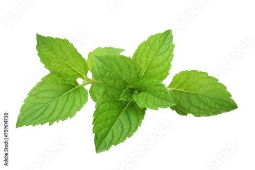 Close Up of a Green Leaf on a White Background. on a White or Clear Surface PNG Transparent Background.