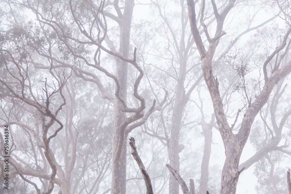 Twisting gum tree branches shrouded in mist and fog on cold morning Twisting gum tree branches shrouded in mist and fog on cold morning