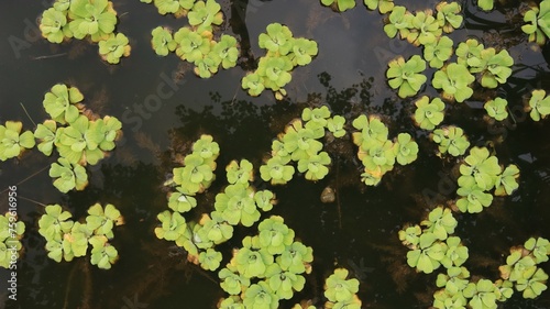 natural background  leaves and grass.