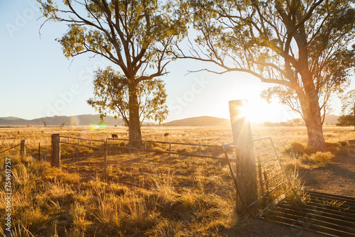 Lens flare over cattle grid on farm with gum tree and post photo