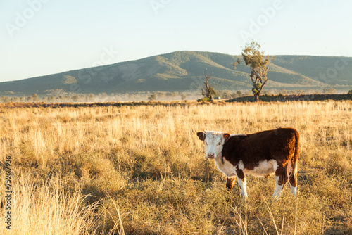 Hereford cow standing in farm paddock in the morning photo