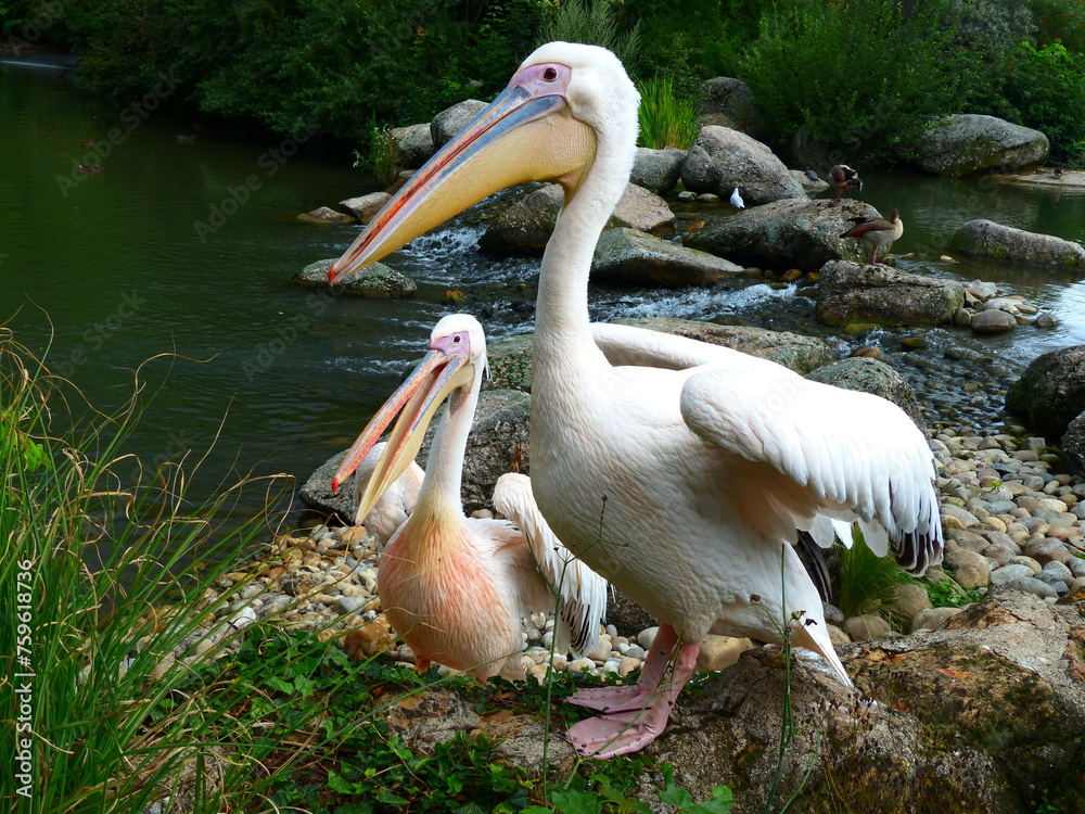 Pélicans dans un étang Pélicans dans un étang