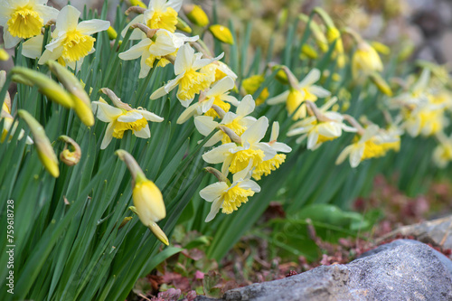 beautiful yellow daffodils blooming in a flower bed blooming  surrounded by s...