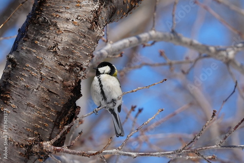 Foto japanese tit
