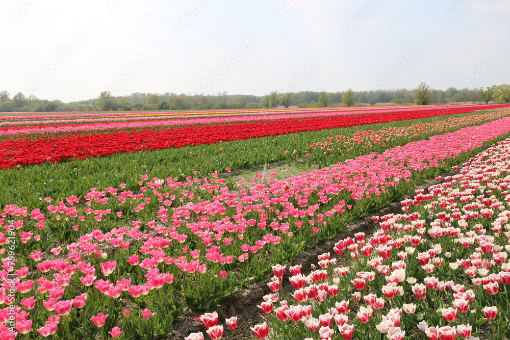 Bunte Tulpen blühen auf Tulenfeld in Holland in mehreren Farben am Waldrand