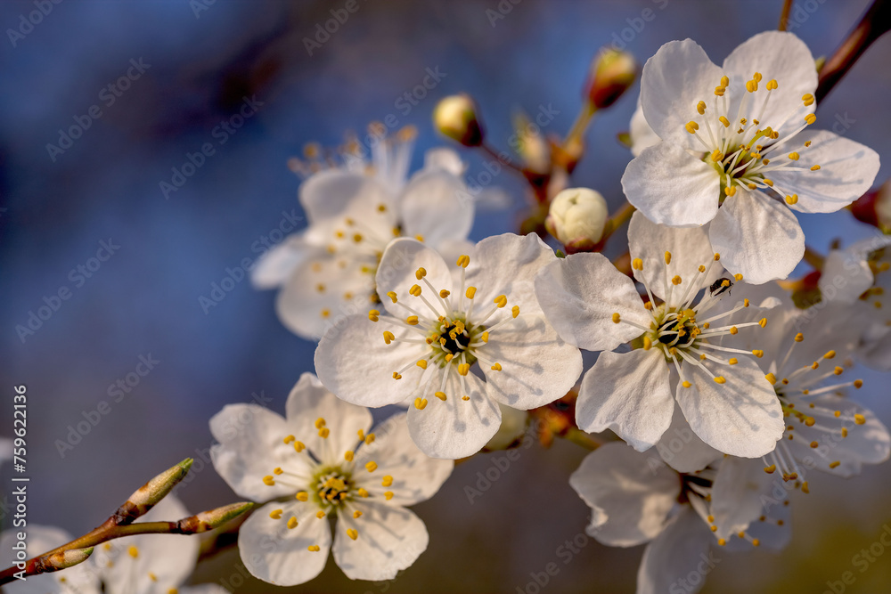 Wiosna, kwiaty wiśni oświetlone delikatnym słońcem, w tle rozmyte niebieskie niebo. - obrazy, fototapety, plakaty 