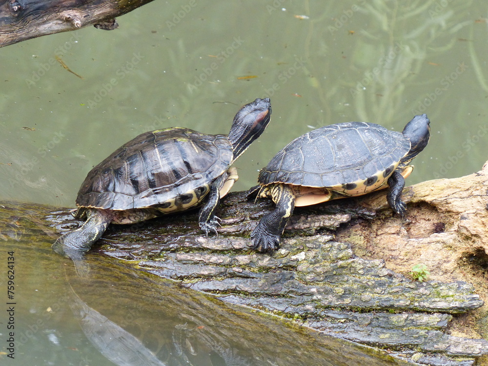 Tortues dans un étang Tortues dans un étang