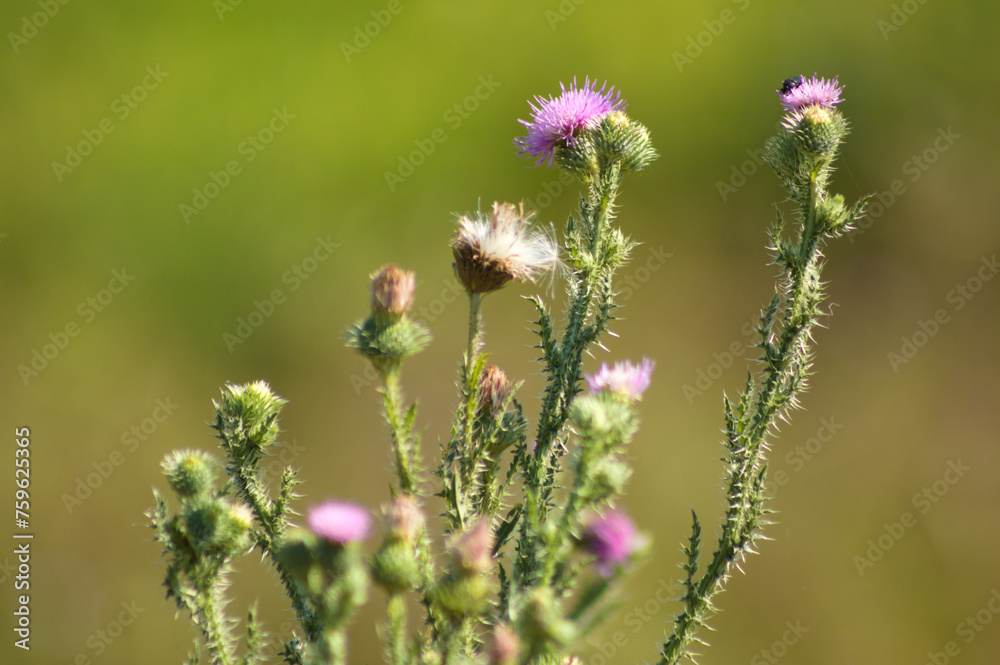 Closeup of spiny plumeless thistle flowers with green blurred background Closeup of spiny plumeless thistle flowers with green blurred background