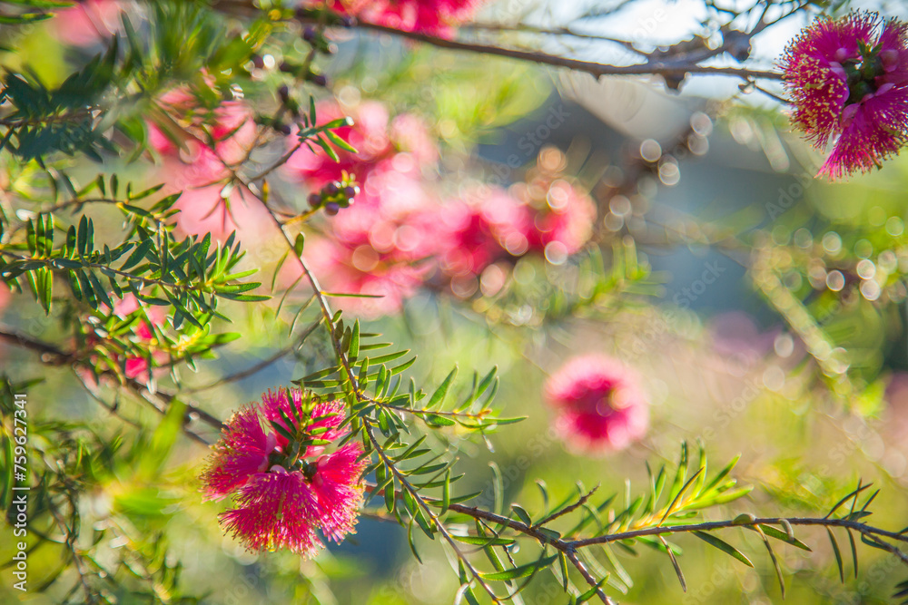 Small pink bottlebrush flower on a bright green bush Small pink bottlebrush flower on a bright green bush