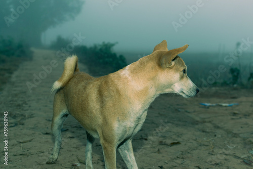The dingo is an ancient lineage of dog found in Australia and Southeast Asia. © Adel