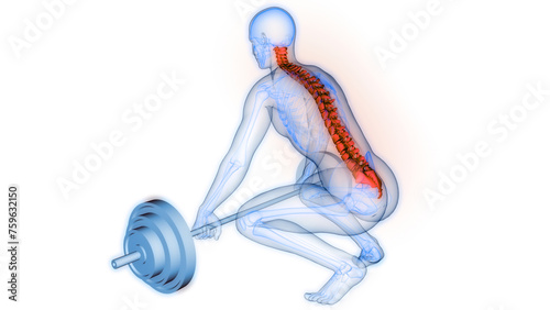 Spinal Cord Vertebral Column of Human Skeleton System Anatomy