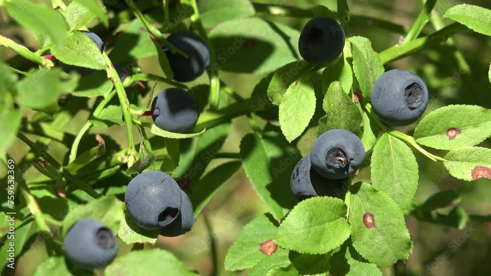 Forest Fruits in Mountains, Huckleberry Bush in Wood, Berries, Wild Bilberries, Blueberries, Huckleberries, Vaccinium Corymbosum Forest Fruits in Mountains, Huckleberry Bush in Wood, Berries, Wild Bilberries, Blueberries, Huckleberries, Vaccinium Corymbosum