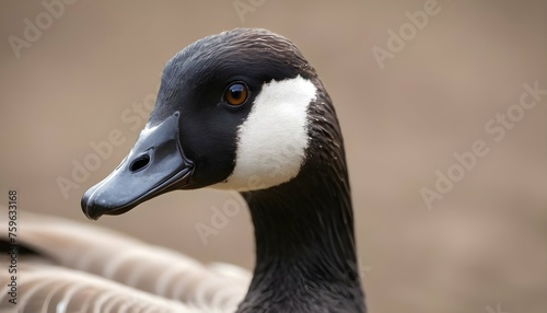 A Goose With Its Beady Eyes Scanning The Surroundi © Amina