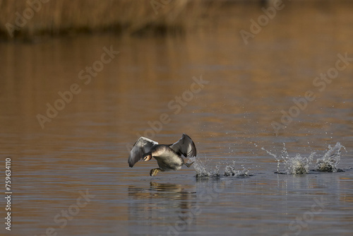Great Crested Grebe (Podiceps cristatus) cavorting across the water during the spring courtship on a lake in the Somerset Levels, Somerset, United Kingdom. photo