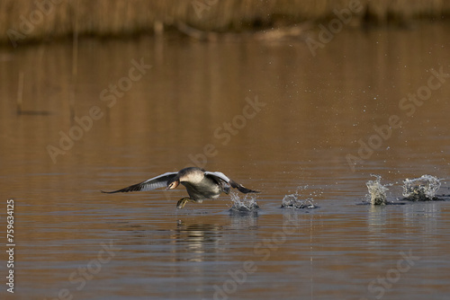 Great Crested Grebe (Podiceps cristatus) cavorting across the water during the spring courtship on a lake in the Somerset Levels, Somerset, United Kingdom.