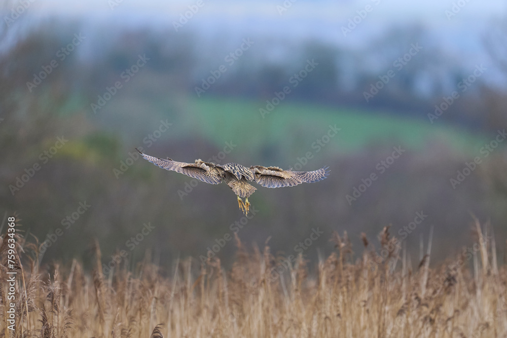 Bittern (Botaurus Stellaris) landing amongst the reedbeds of the Somerset Levels in Somerset, United Kingdom.