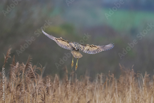 Bittern (Botaurus Stellaris) landing amongst the reedbeds of the Somerset Levels in Somerset, United Kingdom. photo