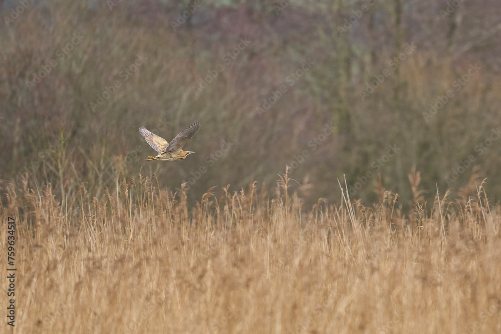 Bittern (Botaurus Stellaris) flying low over the reedbeds of the Somerset Levels in Somerset, United Kingdom. Bittern (Botaurus Stellaris) flying low over the reedbeds of the Somerset Levels in Somerset, United Kingdom.