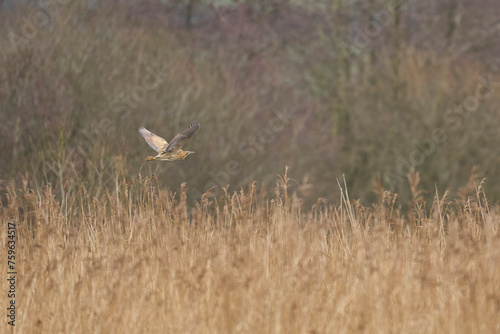 Bittern (Botaurus Stellaris) flying low over the reedbeds of the Somerset Levels in Somerset, United Kingdom.