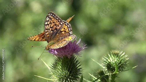 Butterfly Gathering Pollen on Thorns Flower, Flying Bee, Insects Pollinating Thistles, Desert Medicine Plants, Pollination