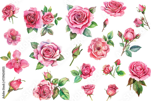 Beautiful wedding pink rose flowers watercolor elements set © asadul