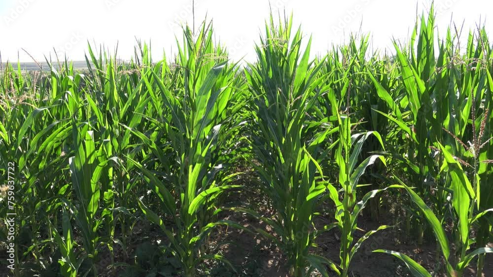 Corn Field, Cultivated Land, Cereals, Maize Harvest, Crops, Agrarian Farming Production, Agriculture Industry Corn Field, Cultivated Land, Cereals, Maize Harvest, Crops, Agrarian Farming Production, Agriculture Industry