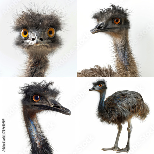 Intense close-up of an emu bird's head, showing detailed plumage, blue neck, and striking orange eyes.