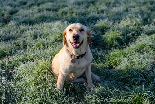 Honey coloured Labrador dog looking to camera smiling. Beautiful dog young dog sat in a frosty field. captured in sunlight. Soft bokeh. copy space.