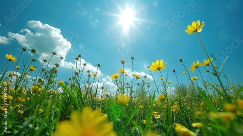 A beautiful field with blooming rapeseed at sunny day. There are rapeseed flo...