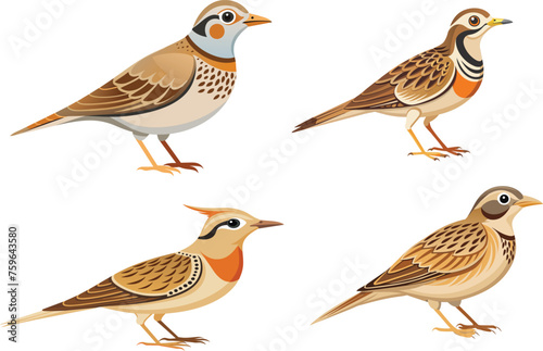 Skylark bird vector illustration white background