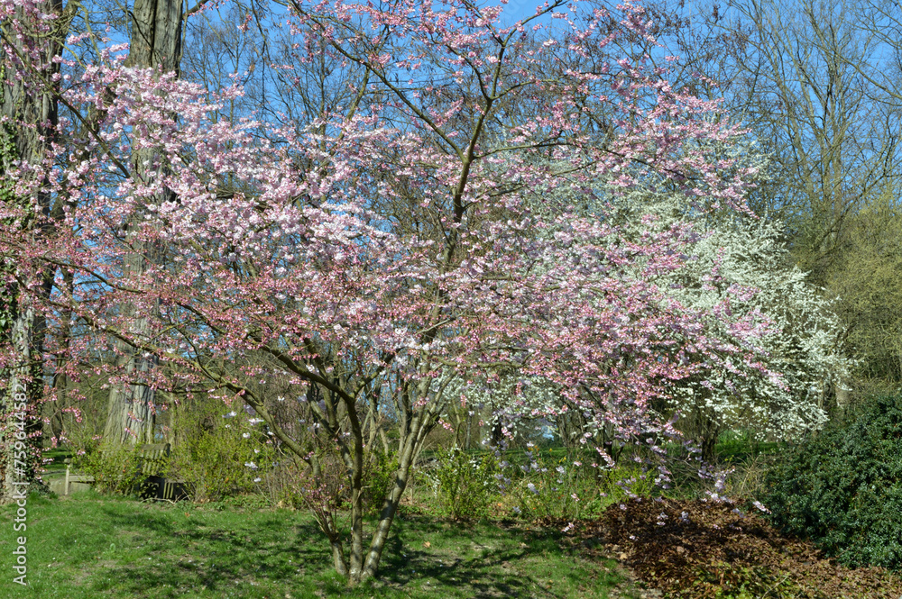 Fototapeta premium Spring in the park, Westfalenpark in Dortmund, Germany.