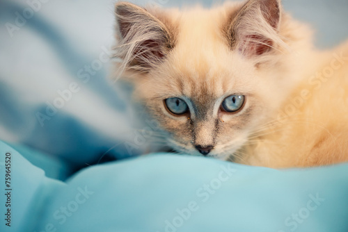 Young white kitten with vibrant blue eyes photo