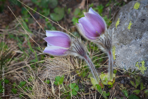 Pulsatilla vernalis commony known as Spring pasqueflower 