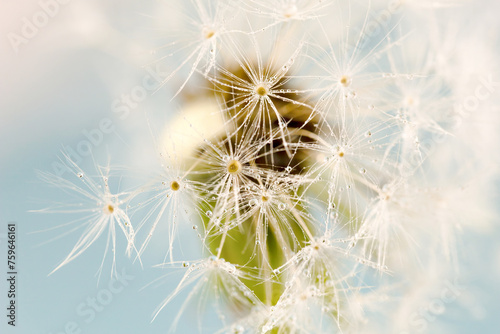 Macro photography of a dandelion flower  showcasing the transparency of its petals and seeds blowing in the wind. A beautiful display of nature in action