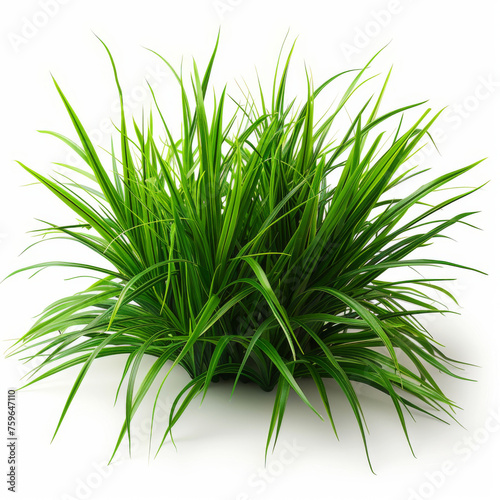 Dense cluster of vibrant green grass blades isolated on a pure white background.