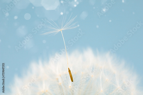 A dandelion seed is gracefully floating through the air  carried by the wind against a backdrop of an electric blue sky with fluffy cumulus clouds