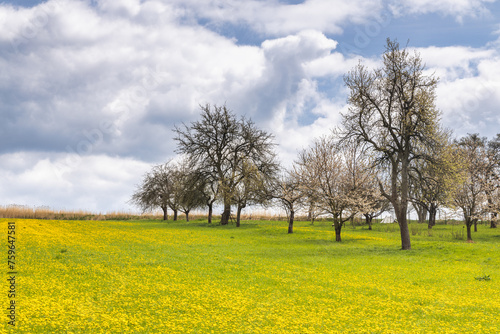 Spring landscape with yellow meadows and blossom trees. Turiec Region in north of Slovakia, Europe.