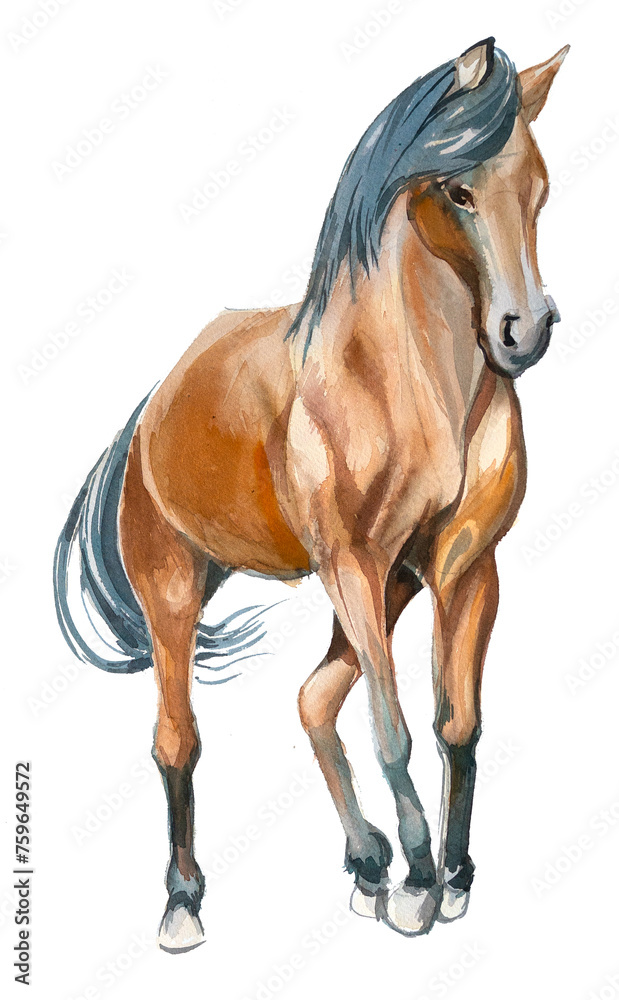 Obraz premium Haorse illustration isolated on a white backgrounf.Watercolor horse painting. Rodeo concepr design.