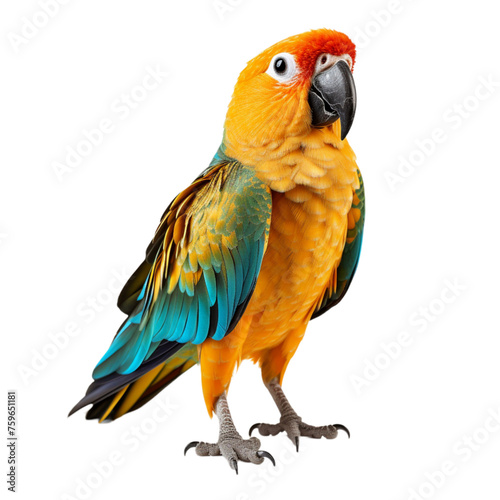 red and yellow macaw isolated on transparent background