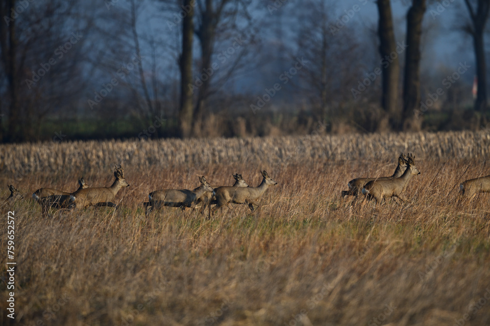 Stimmungsvolle Aufnahme von freilebenden Rehen im wärmenden Sonnenaufgang eines kalten Frühlingstages im März