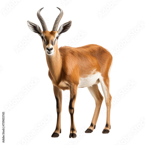 antelope isolated on transparent background