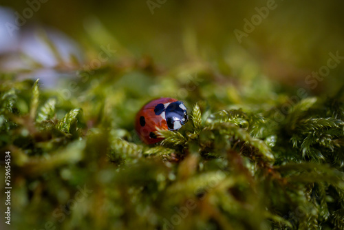 A close up of a ladybird on moss, with a shallow depth of field