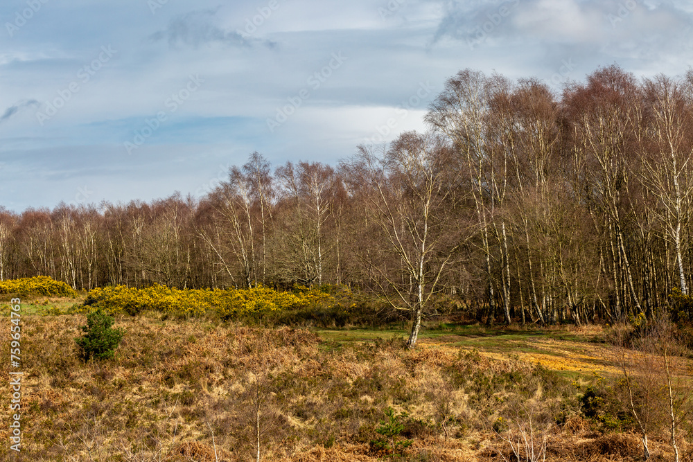 A view in the Ashdown Forest in Sussex, on a sunny March day A view in the Ashdown Forest in Sussex, on a sunny March day