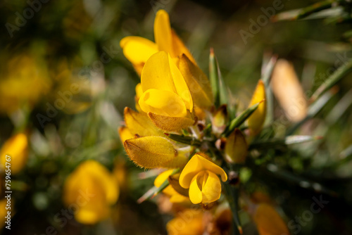 Vibrant gorse flowers in bloom, with a shallow depth of field photo